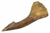 Fossil Sawfish (Onchopristis) Rostral Barb - Morocco #289435-1
